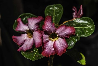 Close-up of wet pink flower