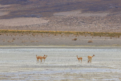 View of deer on landscape