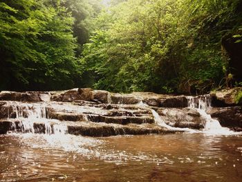 Scenic view of waterfall in forest