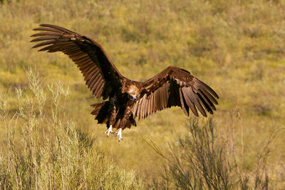 Close-up of eagle flying over field