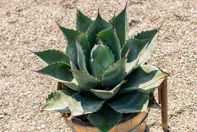 agave