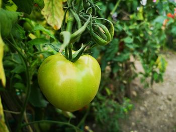 Close-up of apples on plant