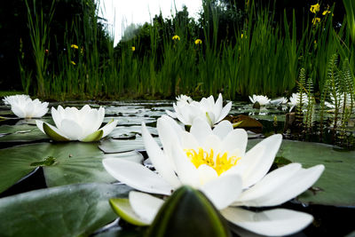 Water lily in lake