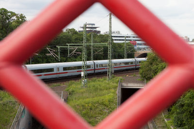 Trees growing in park