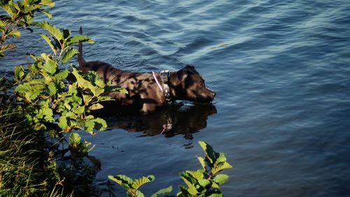 Dog in water