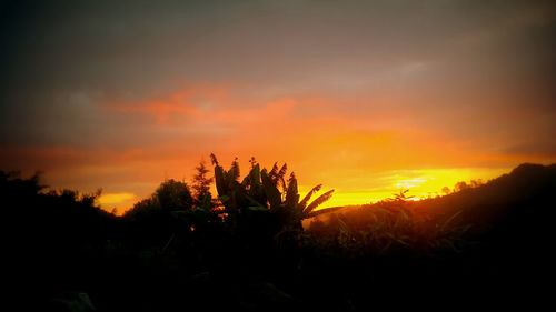 Silhouette of trees at sunset