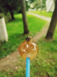 Close-up of insect on stem