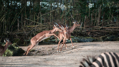 Deer in a forest