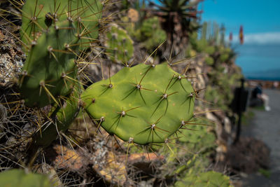 Close-up of succulent plant