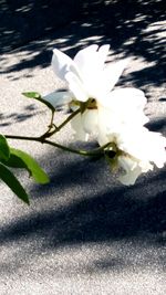 Close-up of white flower