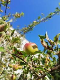 Low angle view of fruit growing on tree against sky