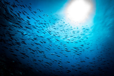 Low angle view of birds swimming in sea