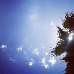 Low angle view of trees against blue sky