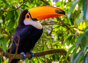 Close-up of parrot perching on tree