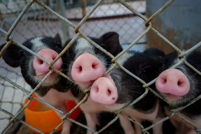 Close-up of piglets looking through chainlink fence