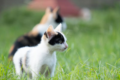 Close-up of a cat on field