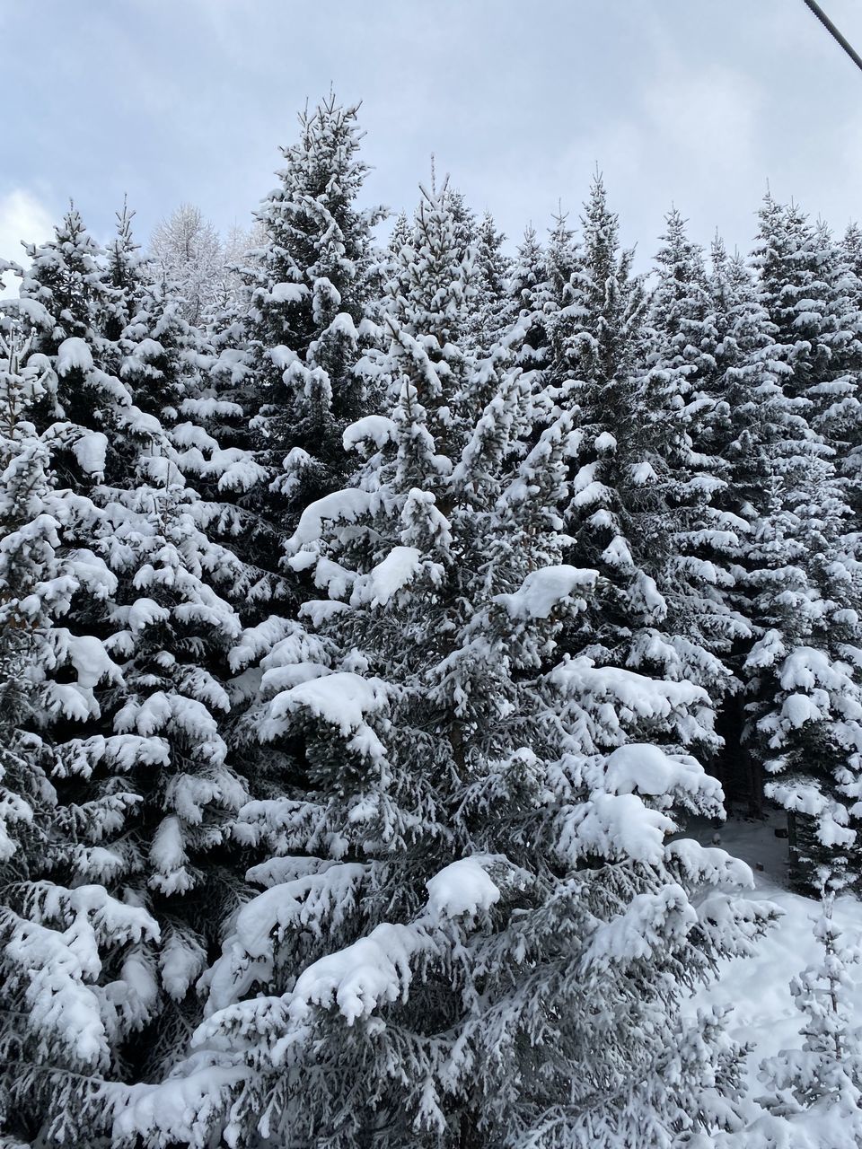 winter, tree, snow, branch, plant, frost, nature, black and white, freezing, cold temperature, no people, coniferous tree, monochrome, beauty in nature, pinaceae, pine tree, low angle view, day, frozen, sky, growth, monochrome photography, tranquility, outdoors, environment, pine woodland, forest, spruce, land, scenics - nature, non-urban scene, ice, cloud