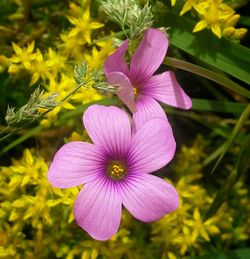 Close-up of cosmos flowers blooming outdoors