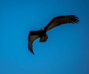 Low angle view of bird flying against clear blue sky