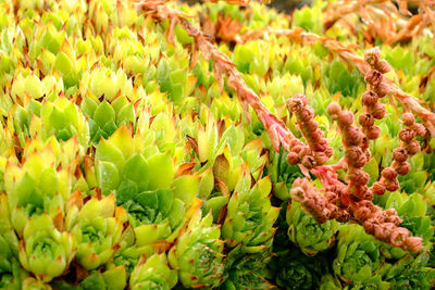 Small red flowers with green leaves with red and yellow peaks