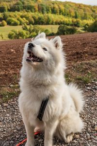 White dog looking away