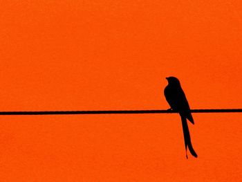 Silhouette bird perching on orange sunset