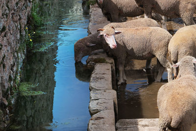 Sheep quenching their thirst in a spring in campo imperatore abruzzo