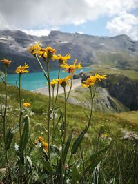 Yellow flowering plants on field against sky