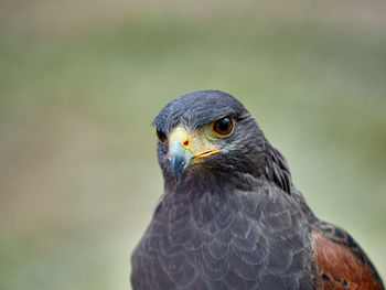 The harris's hawk, parabuteo unicinctus, formerly known as the bay-winged hawk or dusky hawk