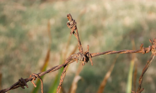 Close-up of barbed wire on plant