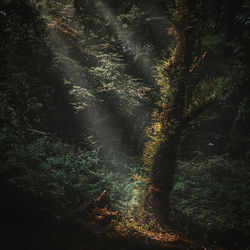 Sunlight streaming through trees in forest