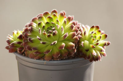 Close-up of succulent plant