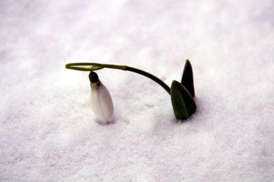 Close-up of white flowers