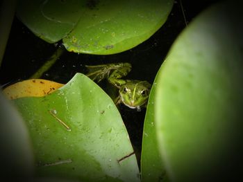 Close-up of wet leaf