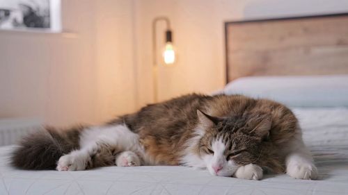 Sleeping ginger tomcat - perfect dream