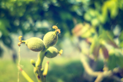 Close-up of fruit growing on tree