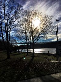 Sun shining through bare trees