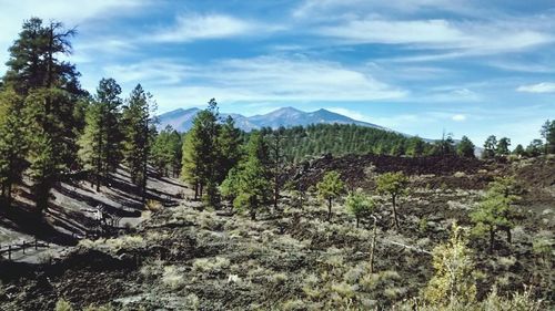 Scenic view of forest against sky