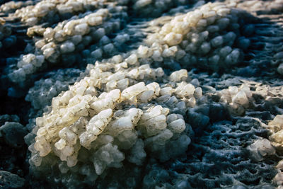 Close-up of salt layer on rock