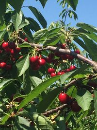 Low angle view of cherries on tree against sky