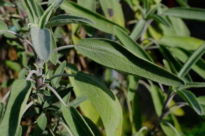 Close-up of fresh green plant