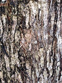 Full frame shot of tree trunk