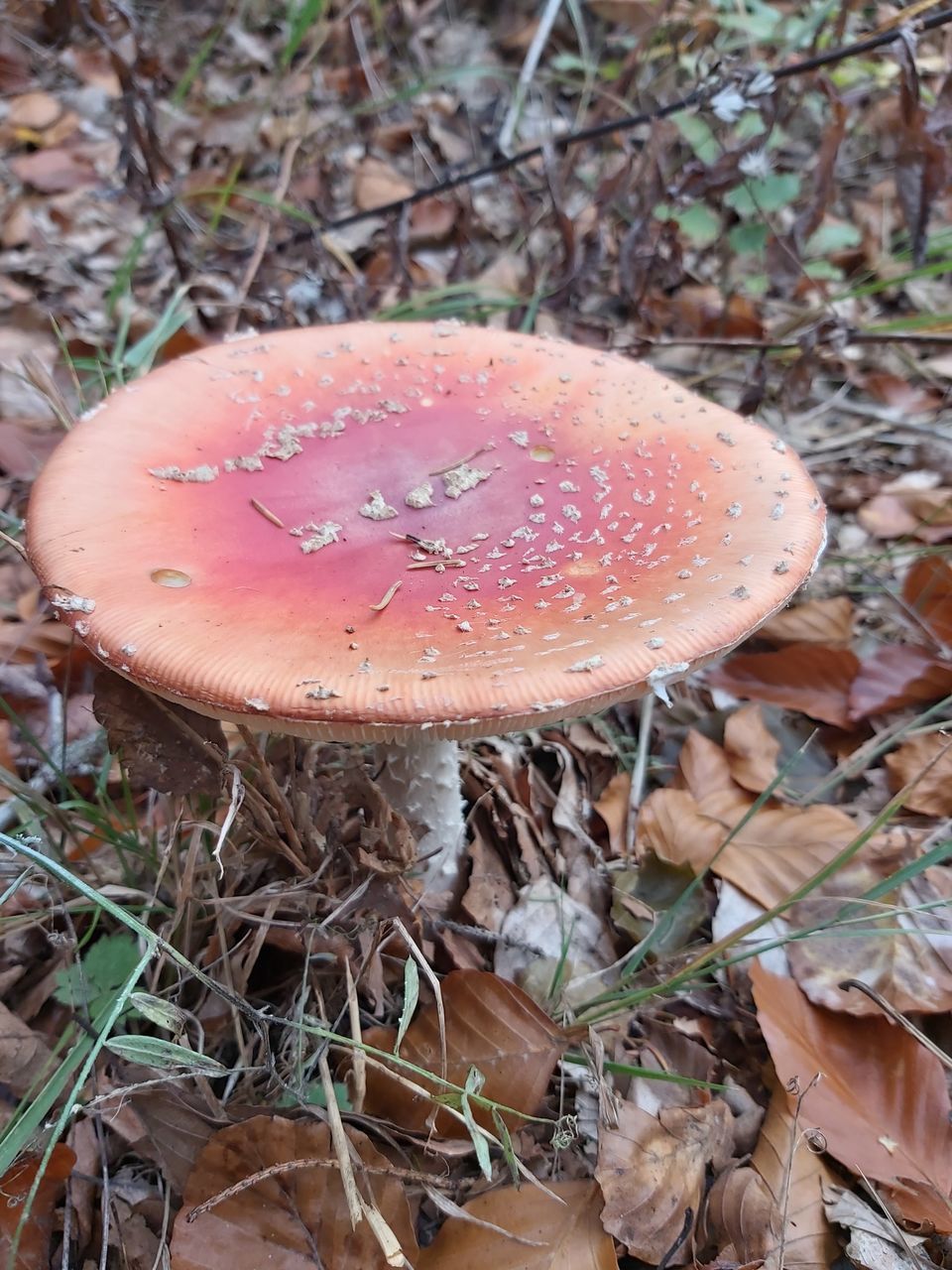 CLOSE-UP OF FLY AGARIC MUSHROOM GROWING ON LAND