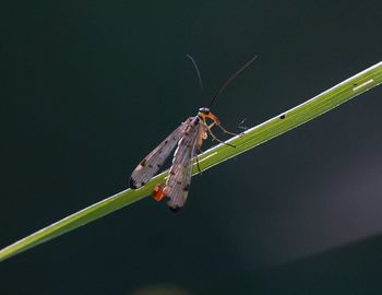 Close-up of butterfly on plant