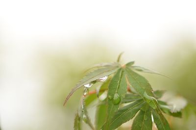 Close-up of plant against blurred background