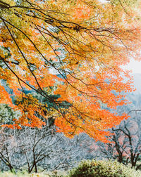 Low angle view of autumnal trees against orange sky