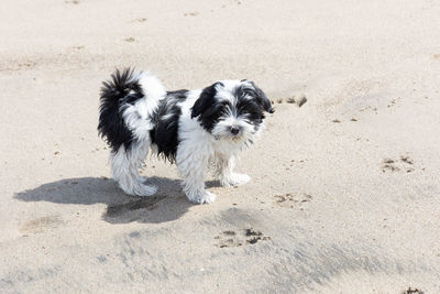 Havanese puppy