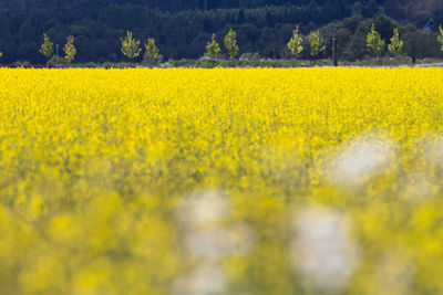 Scenic view of oilseed rape field