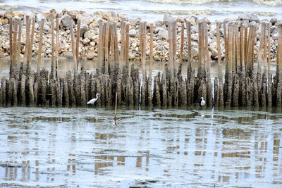 Birds in lake