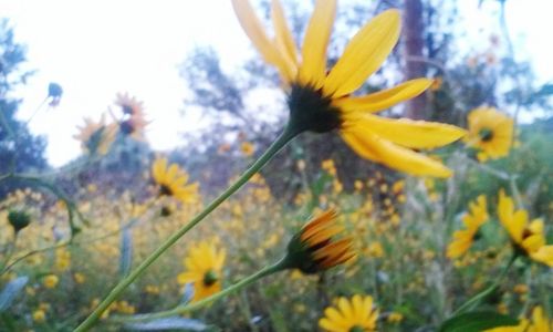 Close-up of yellow flowers